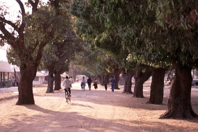 アフリカらしく太い木ばかりの並木道。優しい日差しが差し込んでいる。